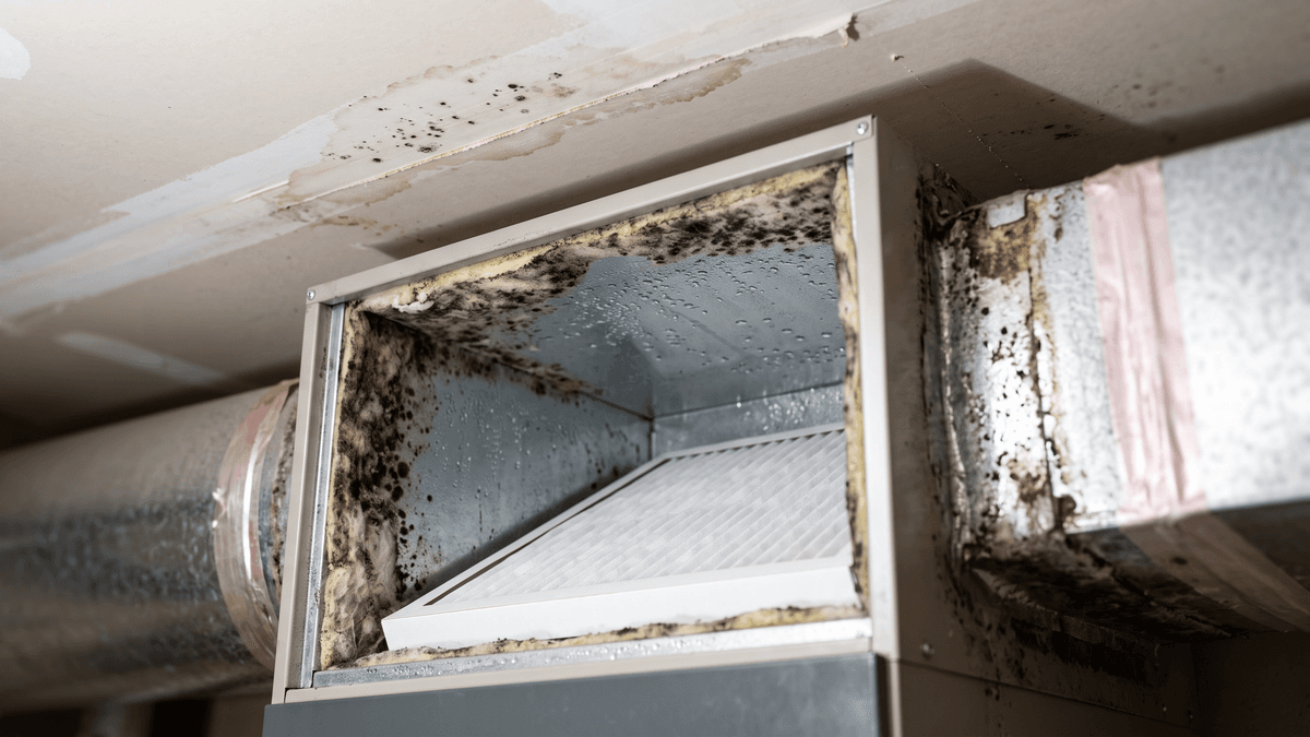 Mold From Air Conditioner in Boise: Causes, Cleanup, and When to Call a Pro